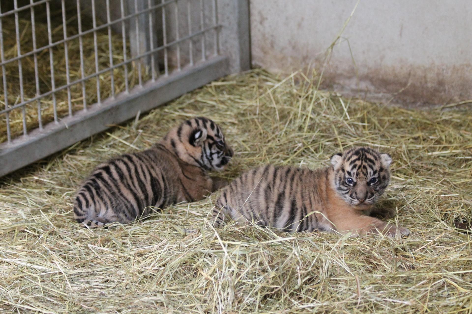 Tigres1